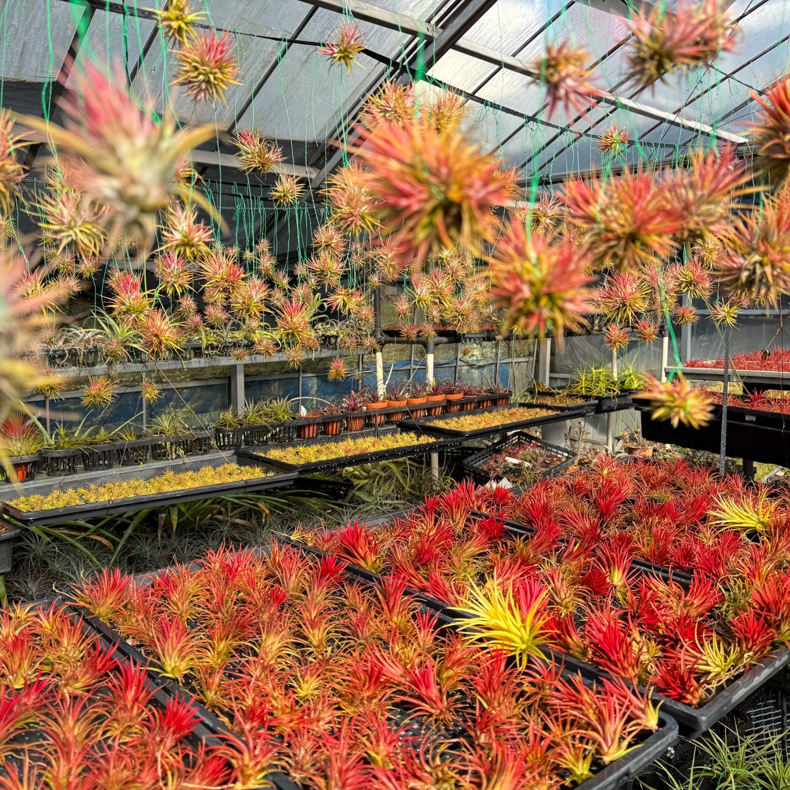 イオナンタ オレンジ　子株　エアープランツ　チランジア イオナンタ オレンジ 子株 エアープランツ チランジア