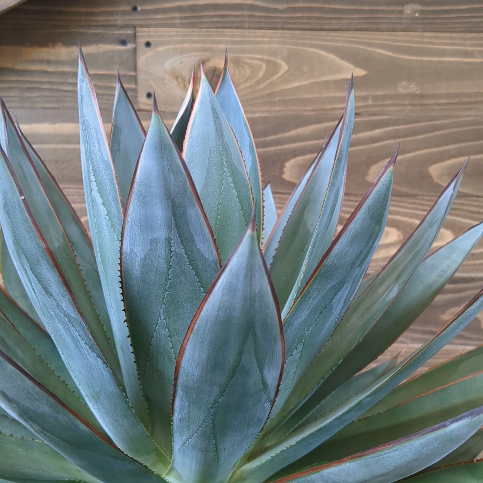 ブルーグロー　大株 大株です！アガベ『ブルーグロー』 | Planet Plants プラネット