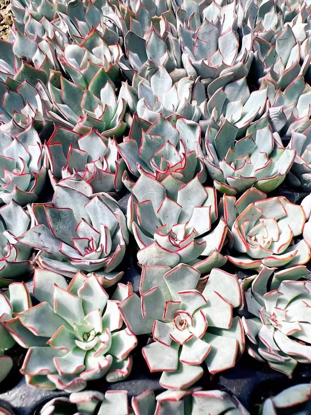 LL1015×128 ケンスノーバ 土付き 肉厚 多肉植物 アエオニウム エケベリア 韓国苗