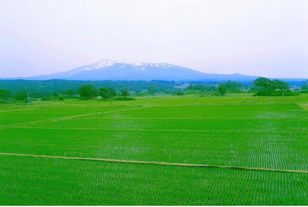 農家直送‼️令和５年度☆新米☆秋田県産 これが本場のあきたこまち玄米