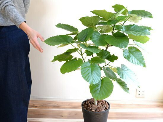 鉢植え