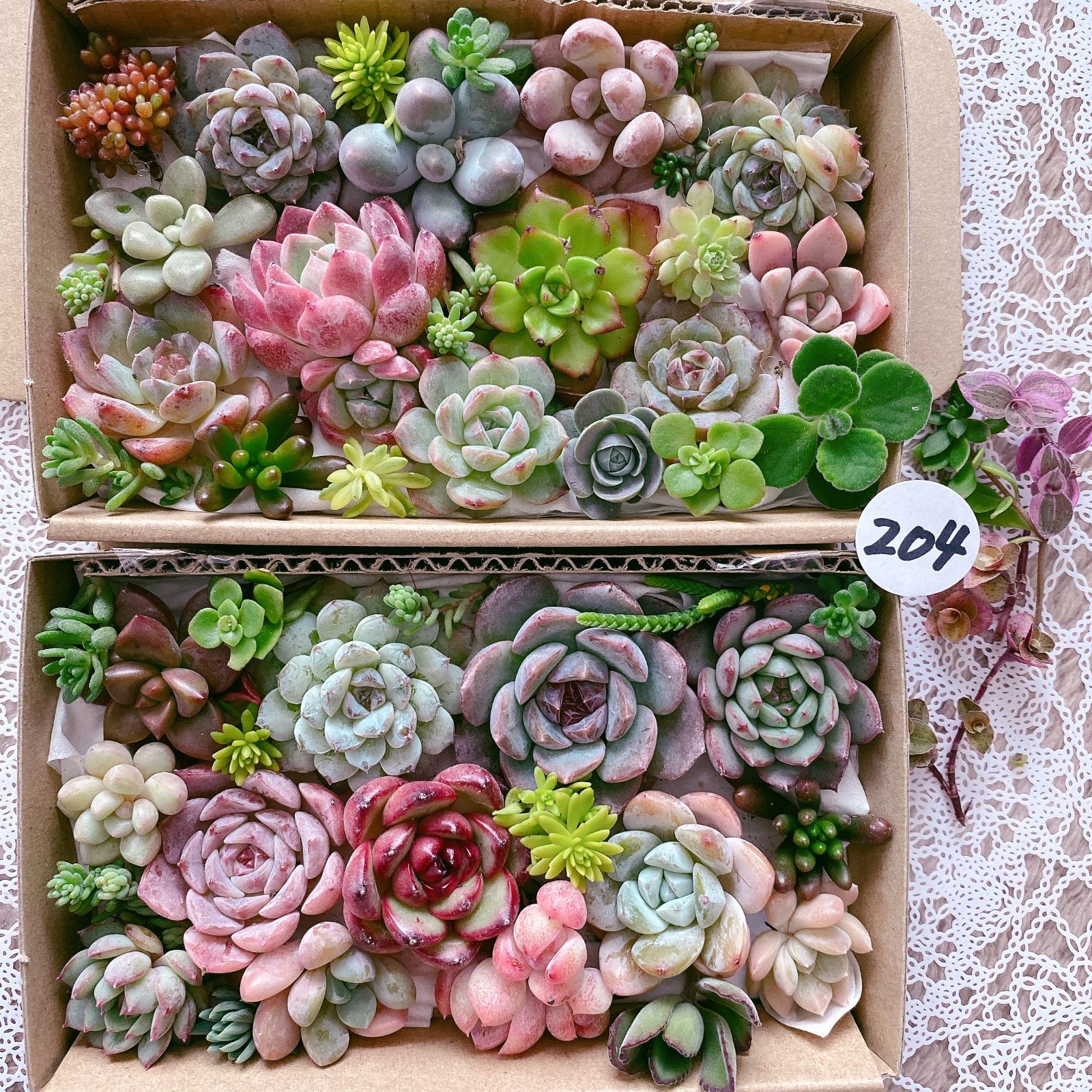 204 お得用小箱2個セット 多肉植物寄せ植えセット - メルカリ