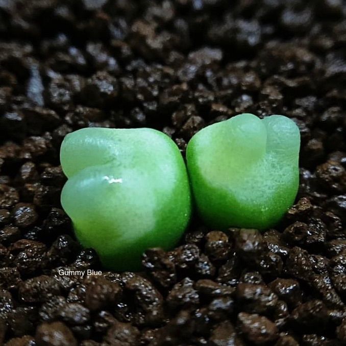 多肉植物　コノフィツム Rラツム　種子