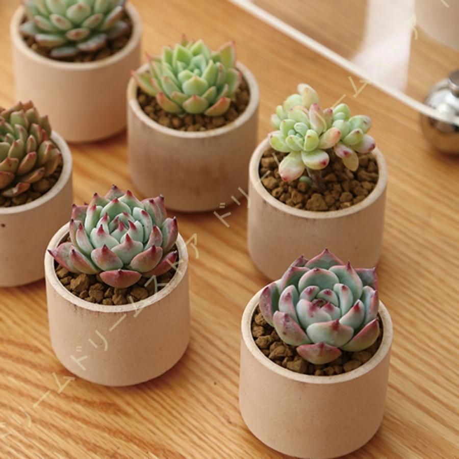 植木鉢 18個入り 多肉植物ポット プランター 陶器鉢 盆栽 親指
