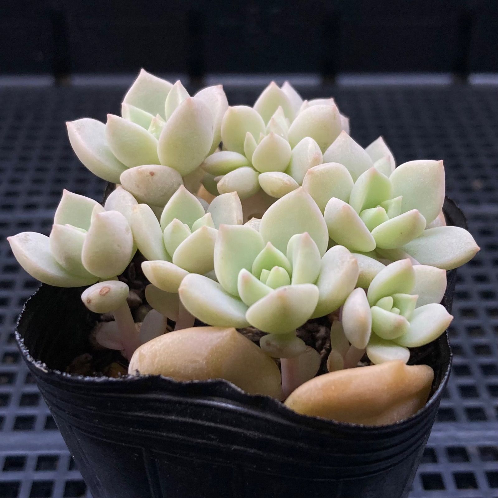 多肉植物 白牡丹 葉挿し抜き苗2つ