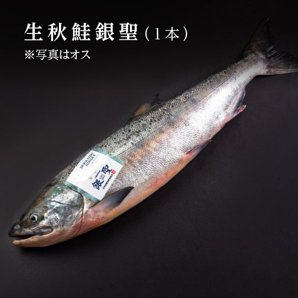 生秋鮭 銀聖 オス 1本 4kg～4.5kg 切身カット可