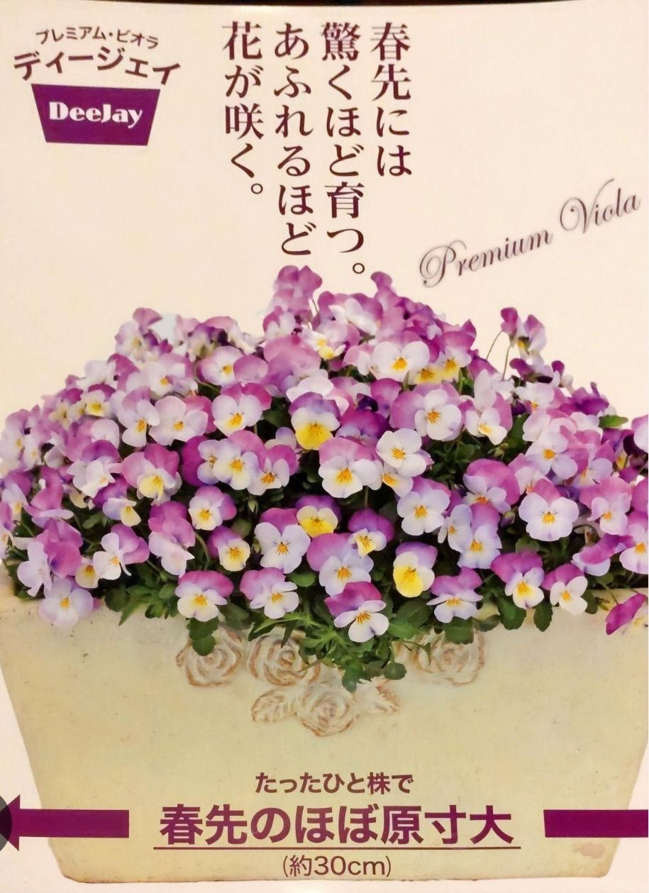 フラワー