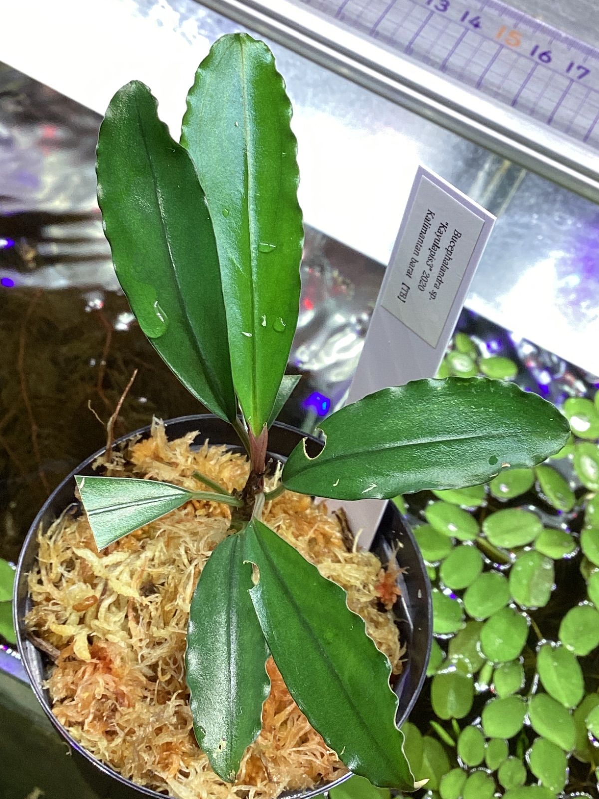 Bucephalandra sp. Kayulapis3 2020 Kalimantan barad 【TB】 - メルカリ
