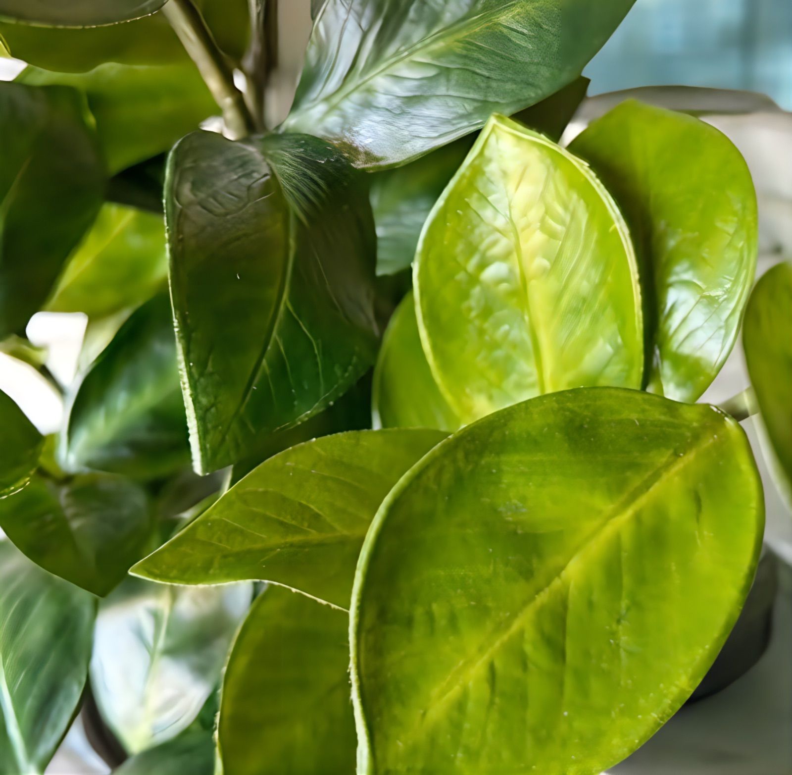 光触媒　人工観葉植物　ウォールグリーン　フェイクグリーン　ザミフォリアg 光触媒 人工観葉植物 ウォールグリーン フェイクグリーン ザミフォリア