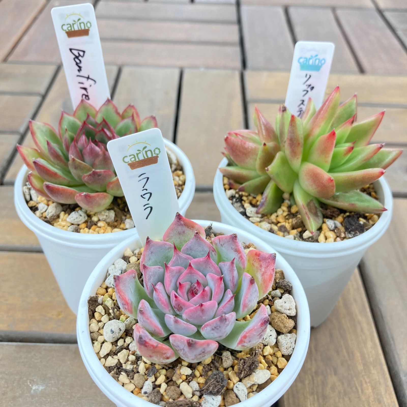 多肉植物 エケベリア 抜き苗 セット 現品発送❣️ - メルカリ