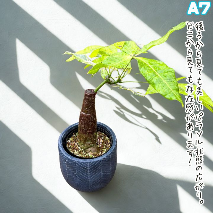 希少！パキラムーンライトA7・接ぎ木・枝分岐パラソル仕立て
