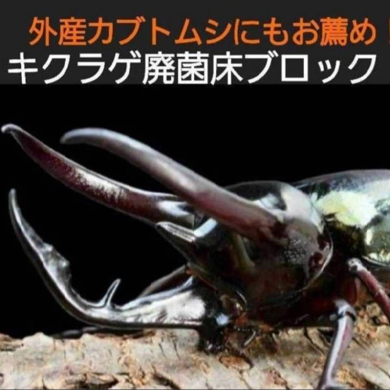 カブトムシ幼虫の栄養強化に抜群！マットに埋めるだけ！キクラゲ菌床