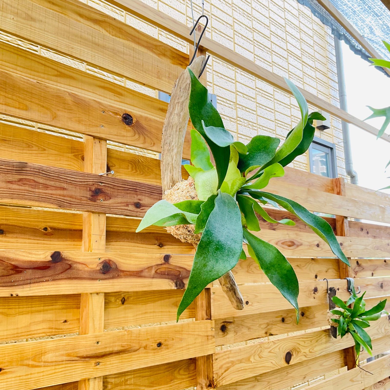 ビカクシダ ネザーランド 流木仕立て ビカクシダ・ネザーランドの育て