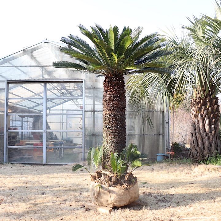 植え付け込み【幹太】ソテツ - メルカリ