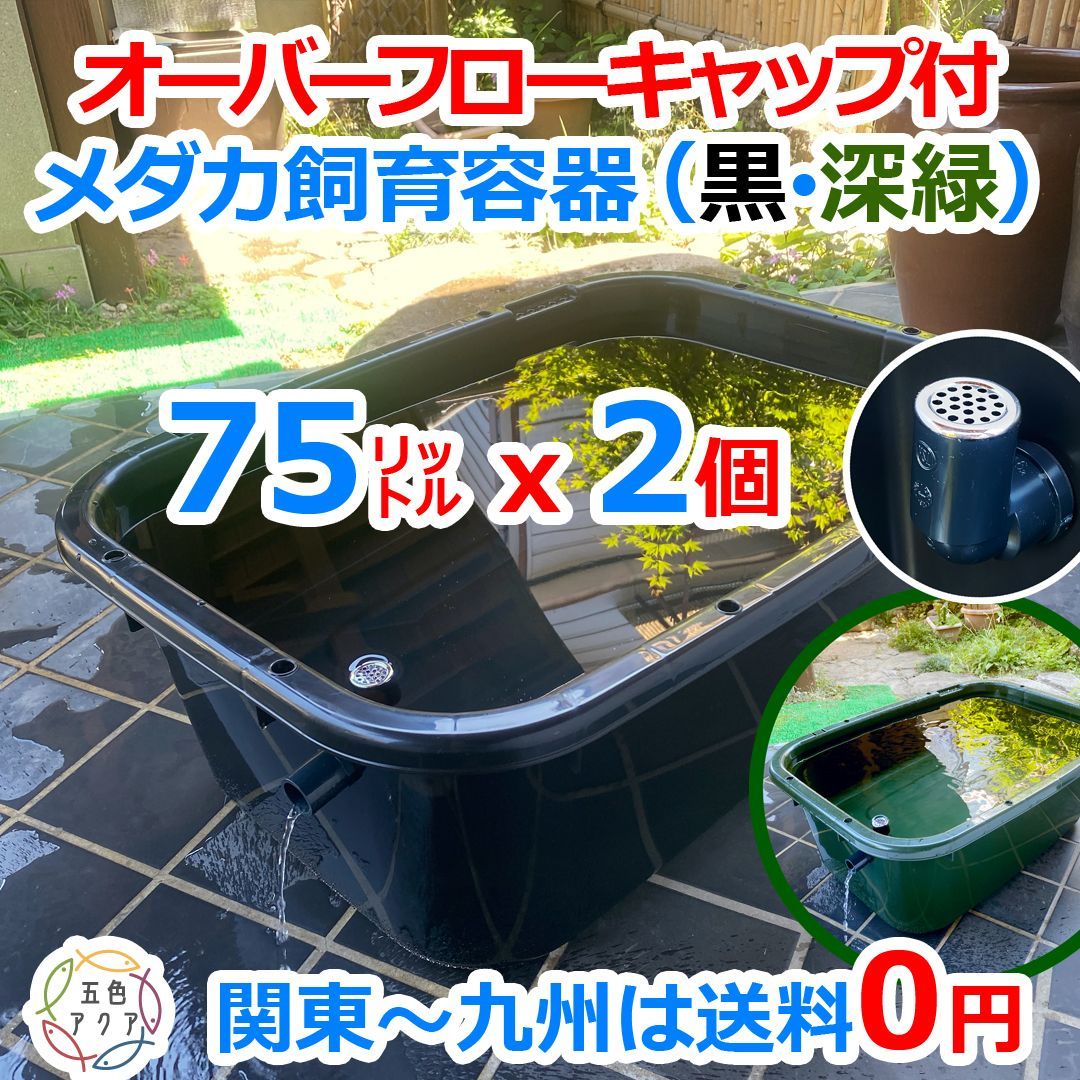新タイプ】メダカ飼育ケース 75㍑x2個【黒・深緑あり