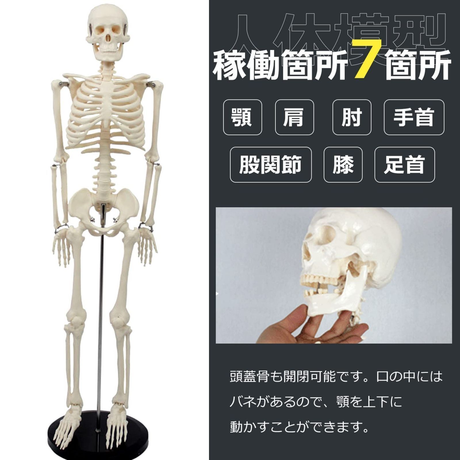 医学玄人 人体骨格模型 人体模型 骸骨 人体 模型 スタンド付き - 模型 ...