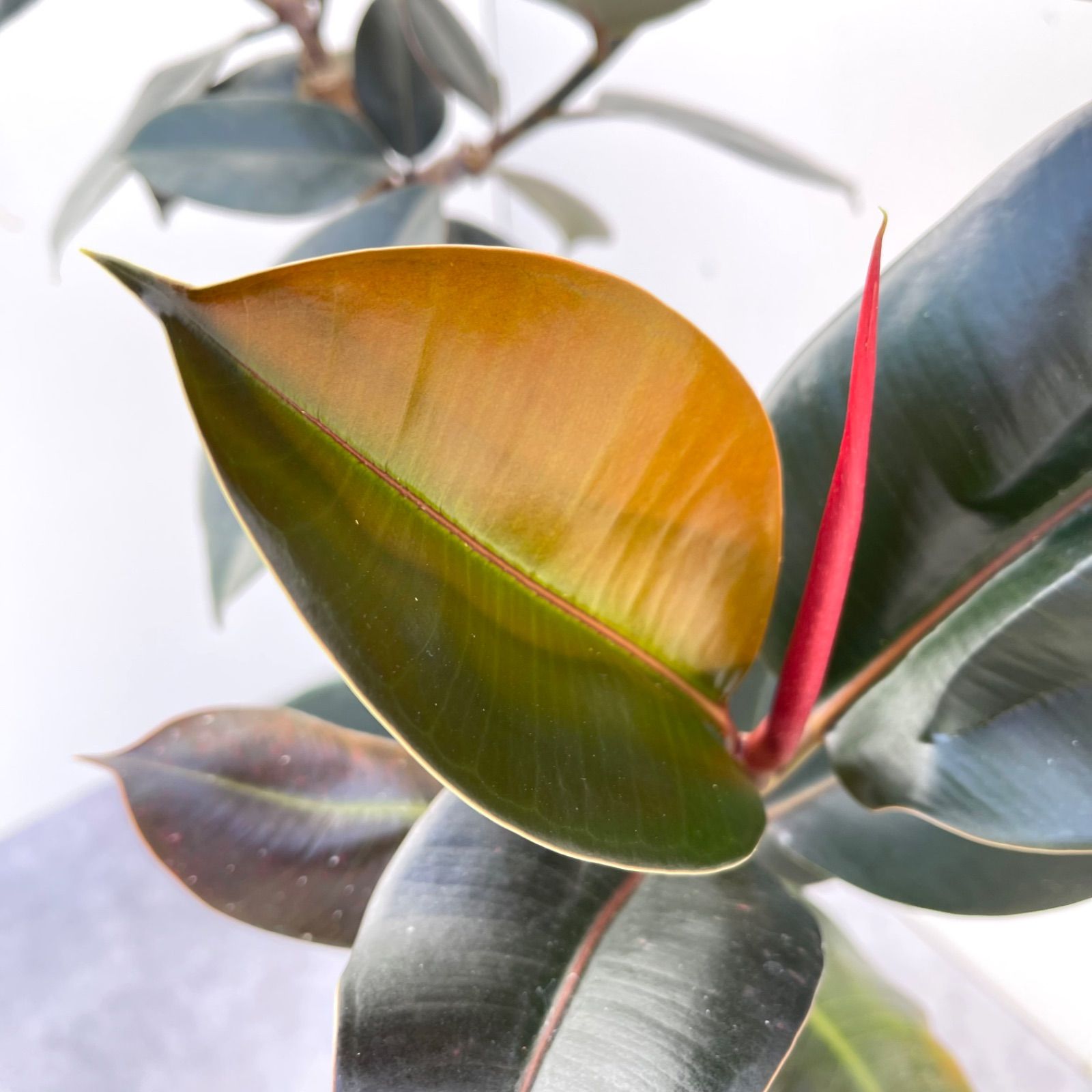 フィカス バーガンディ 11【現品】観葉植物 室内 大型 - メルカリ