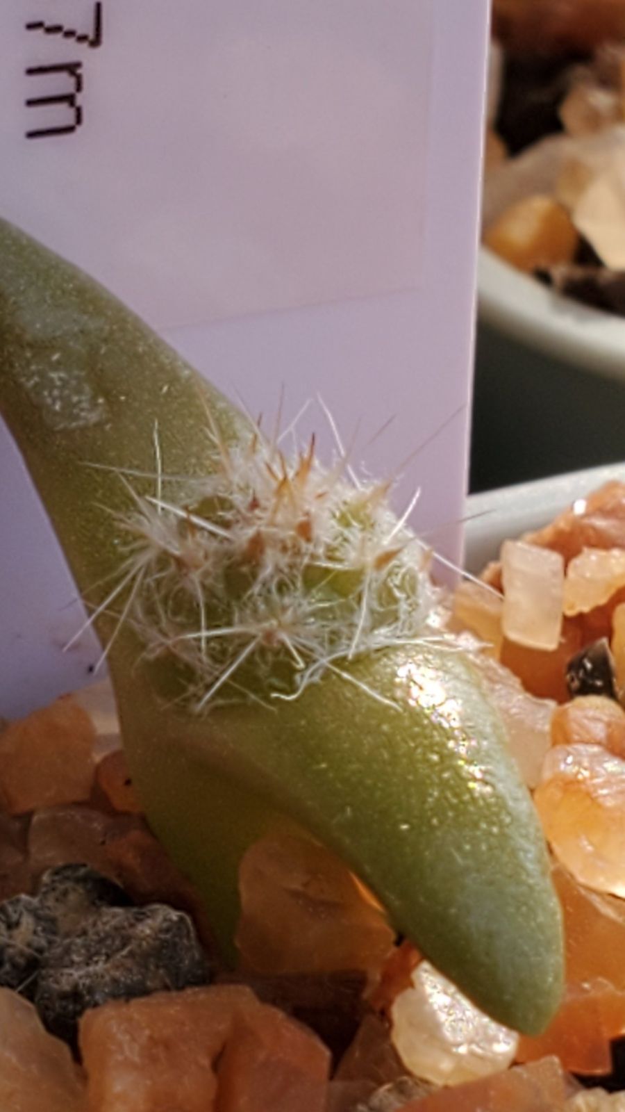 テフロカクタス アーティキュラータス 種子12種類 5粒ずつ - メルカリ