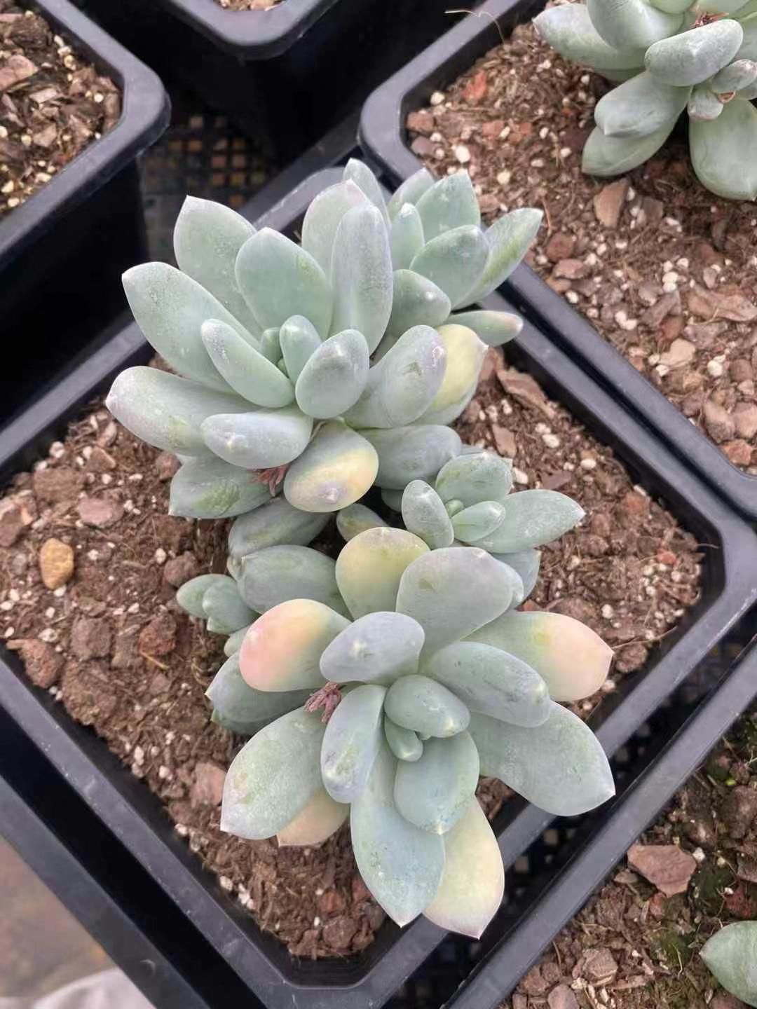 40株の抜き苗セット】パキフィツム オビフェルム 多肉植物 佐川急便