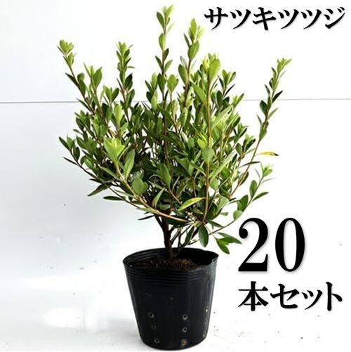 20本セット サツキツツジ さつき 樹高0.3m前後15cmポット