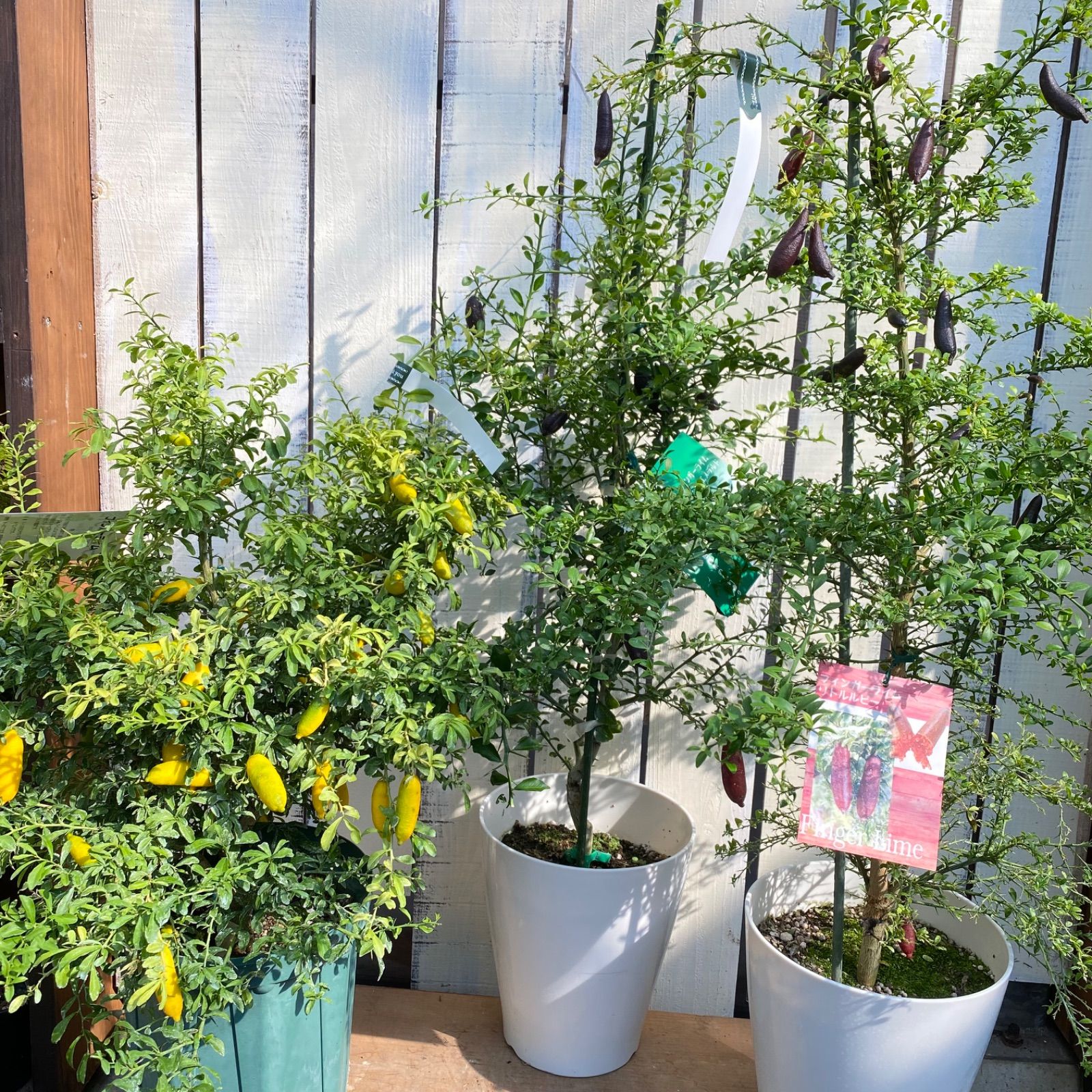 NXstyle ガーデンルーフ R-C×20個 9900772 /a NXstyle ガーデンルーフ R-C×20個 9900772 ⁄a NXstyle ガーデンルーフ