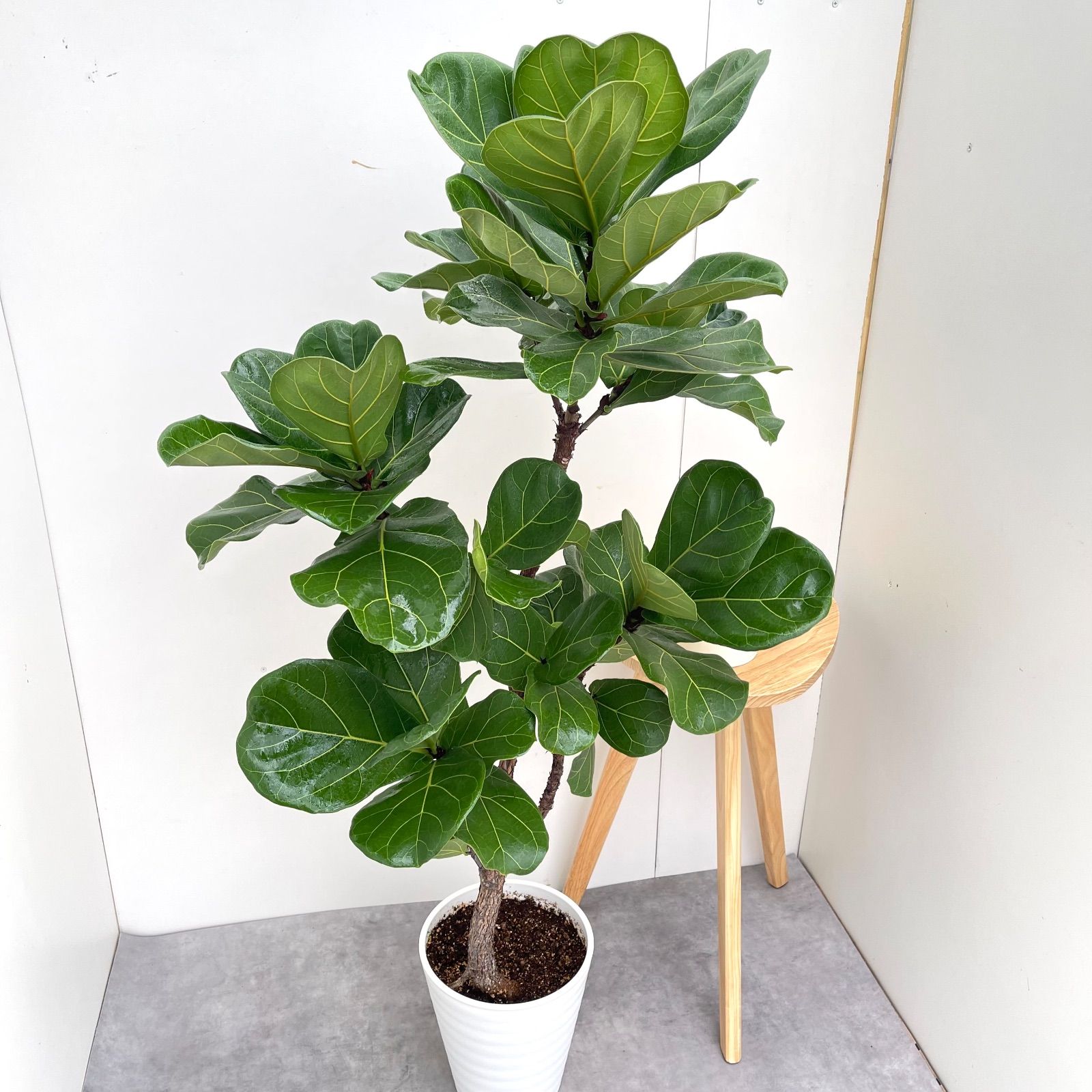 カシワバゴム フィカス リラータ 6 現品 観葉植物 大型 室内