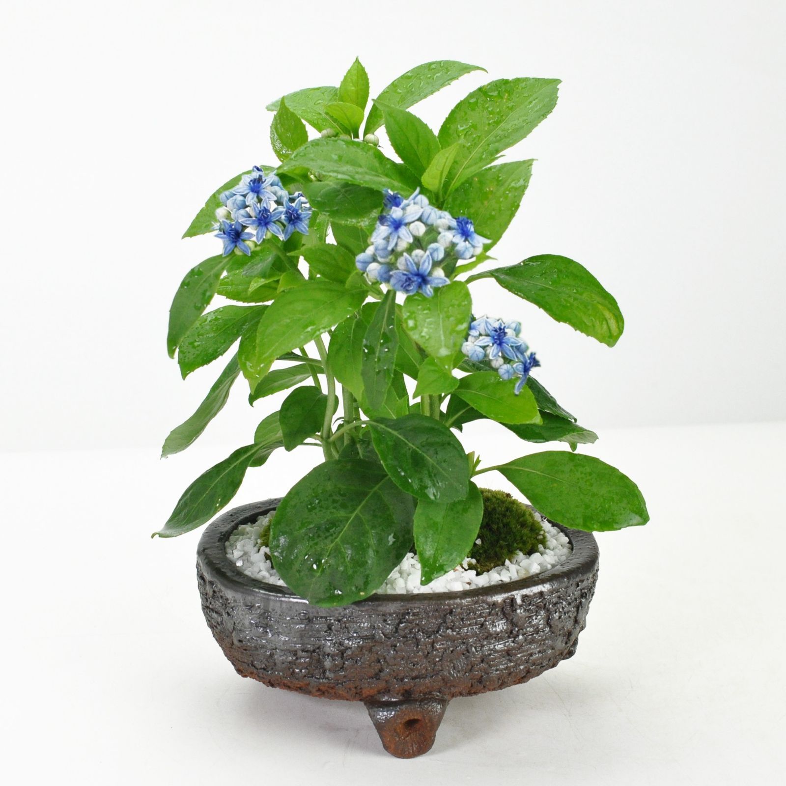 33本ブルーバラブーケ フラワー プレゼント お祝い 枯れない花 特別な