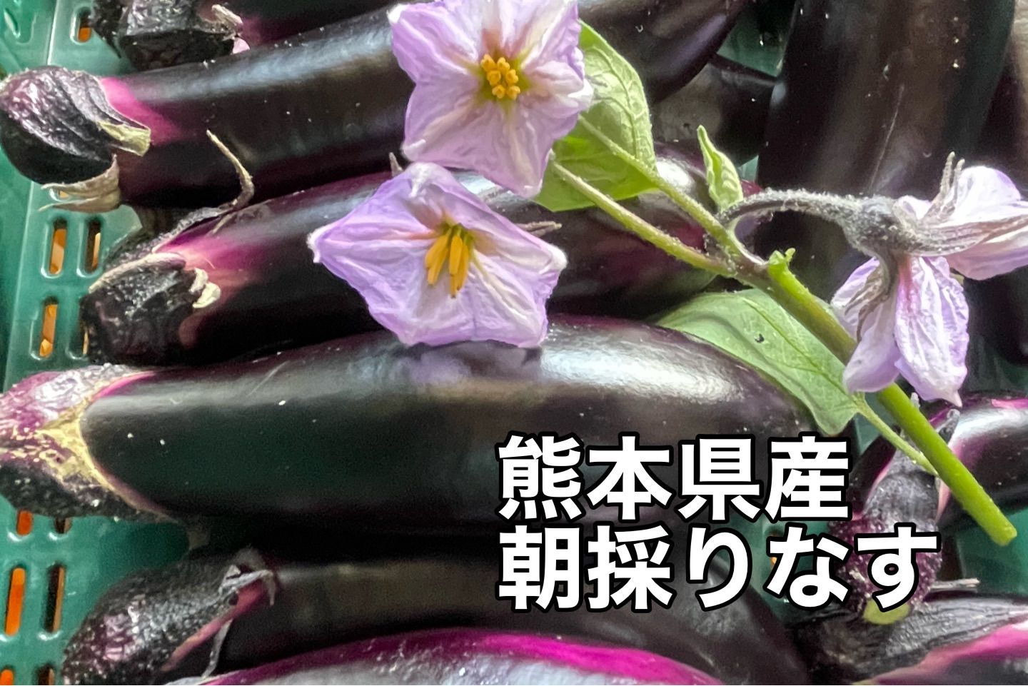 朝採り