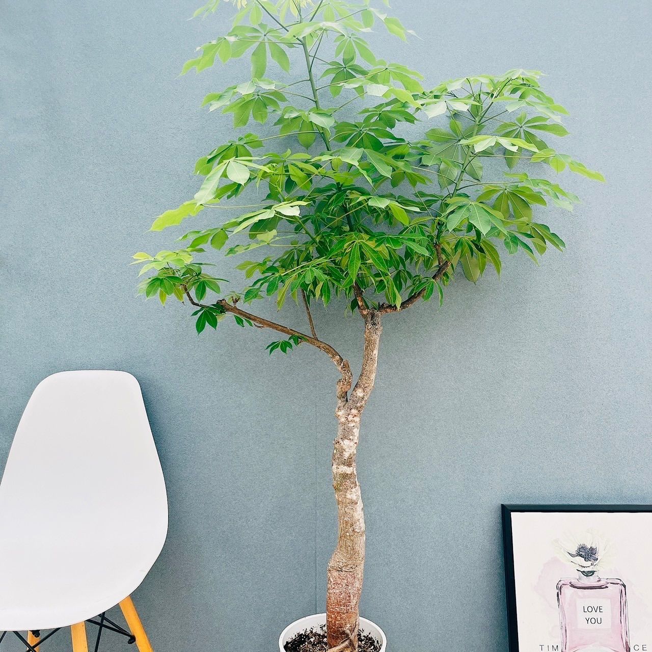 現品　トックリキワタ　南米桜　幹上がり　根上がり　特大　インテリア　観葉植物 現品 トックリキワタ 南米桜 幹上がり 根上がり 特大 インテリア