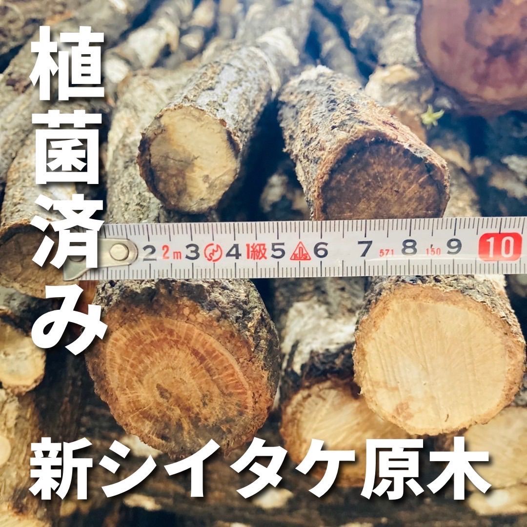 植菌-熟成済み シイタケ原木 ホダ木 20本セット 長さ約70~100cm 太さ 3~5cm