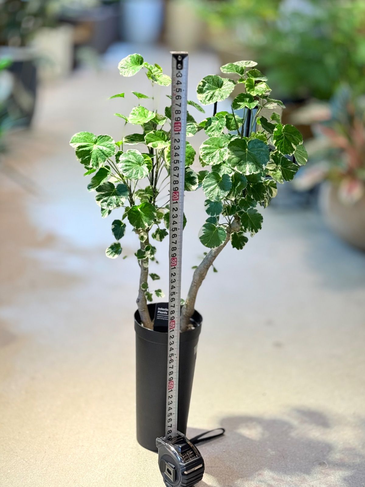 観葉植物 ポリシャス