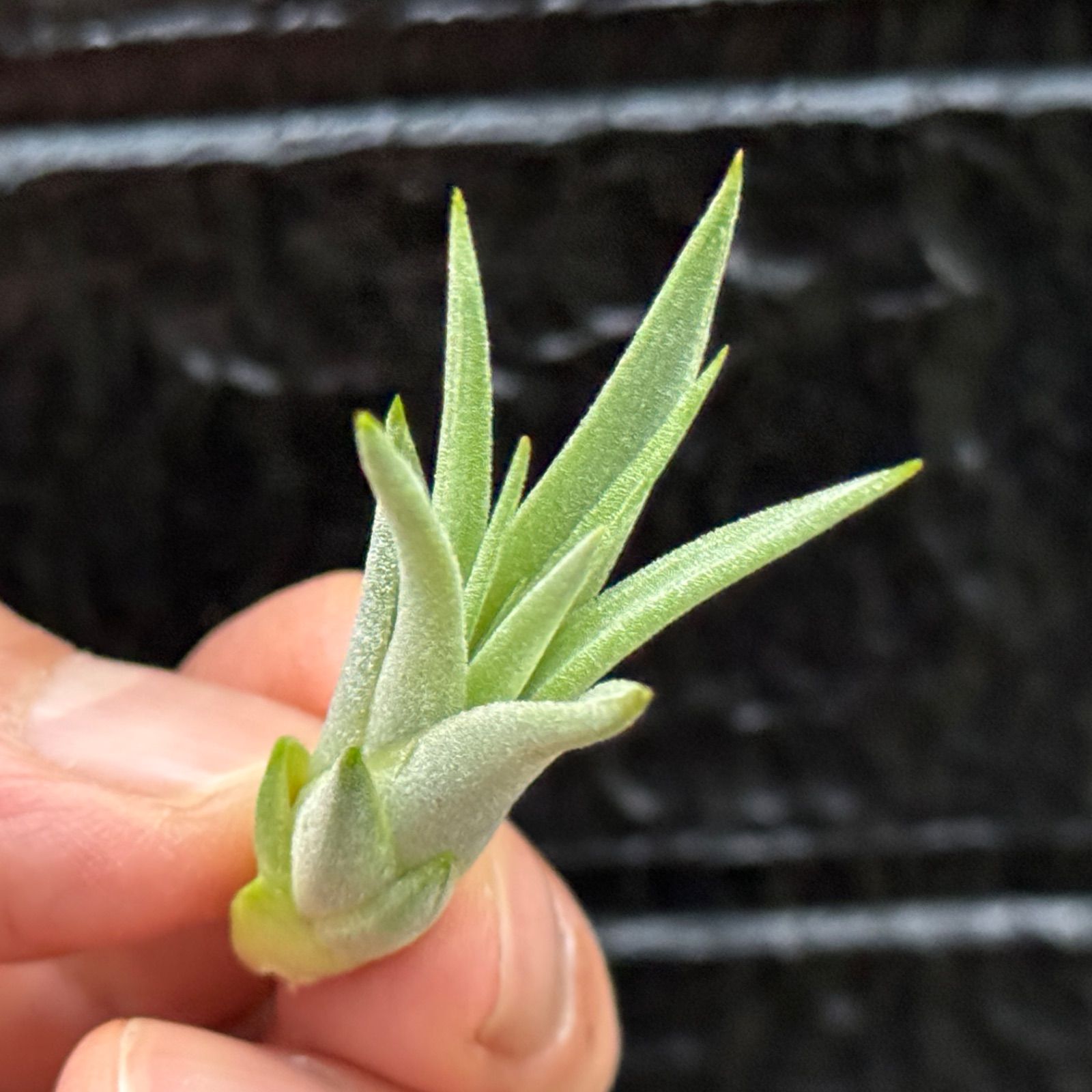 小＊ New! ファットボーイの縦長タイプ＊ チランジア イオナンタ