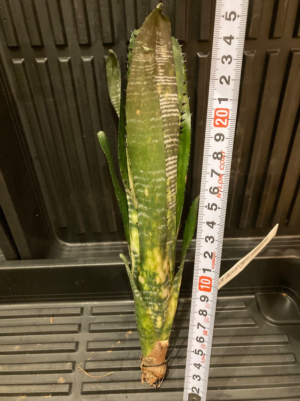 ビルベルギア ビルベルギア Billbergia vittata Domingos Martins