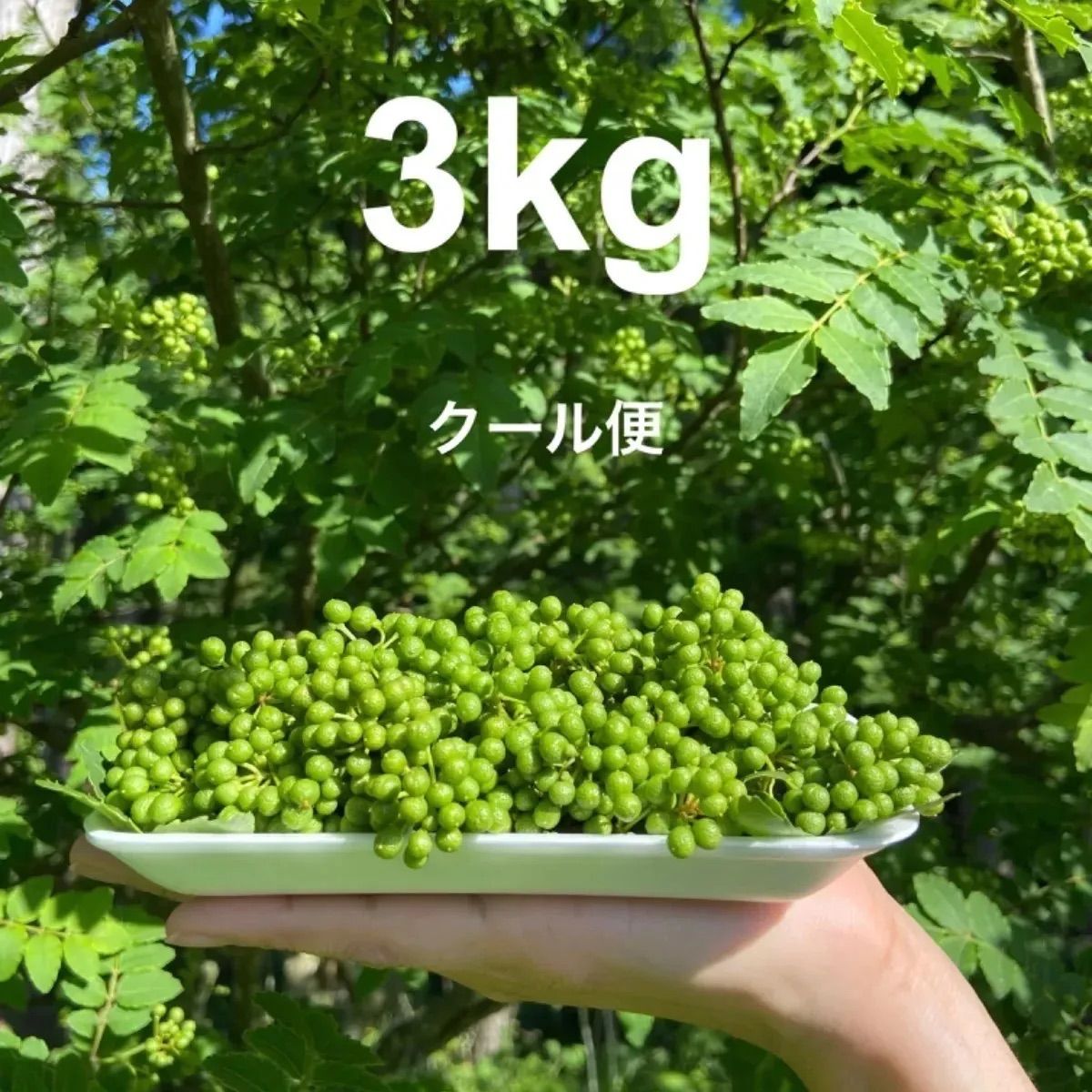 山椒の実　3kg　(京都産)-
