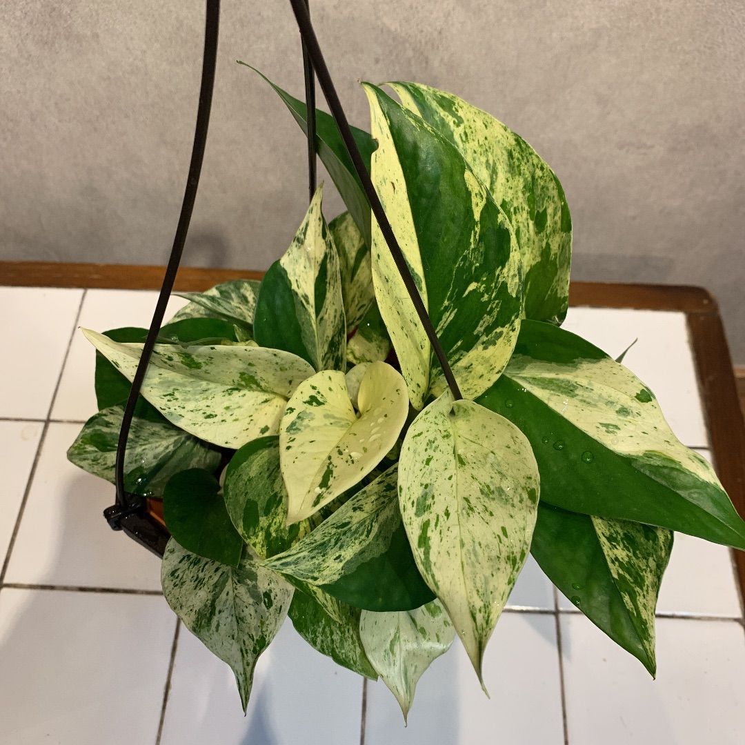 メルカリshops ポトス マーブルクイーン吊り 5号鉢