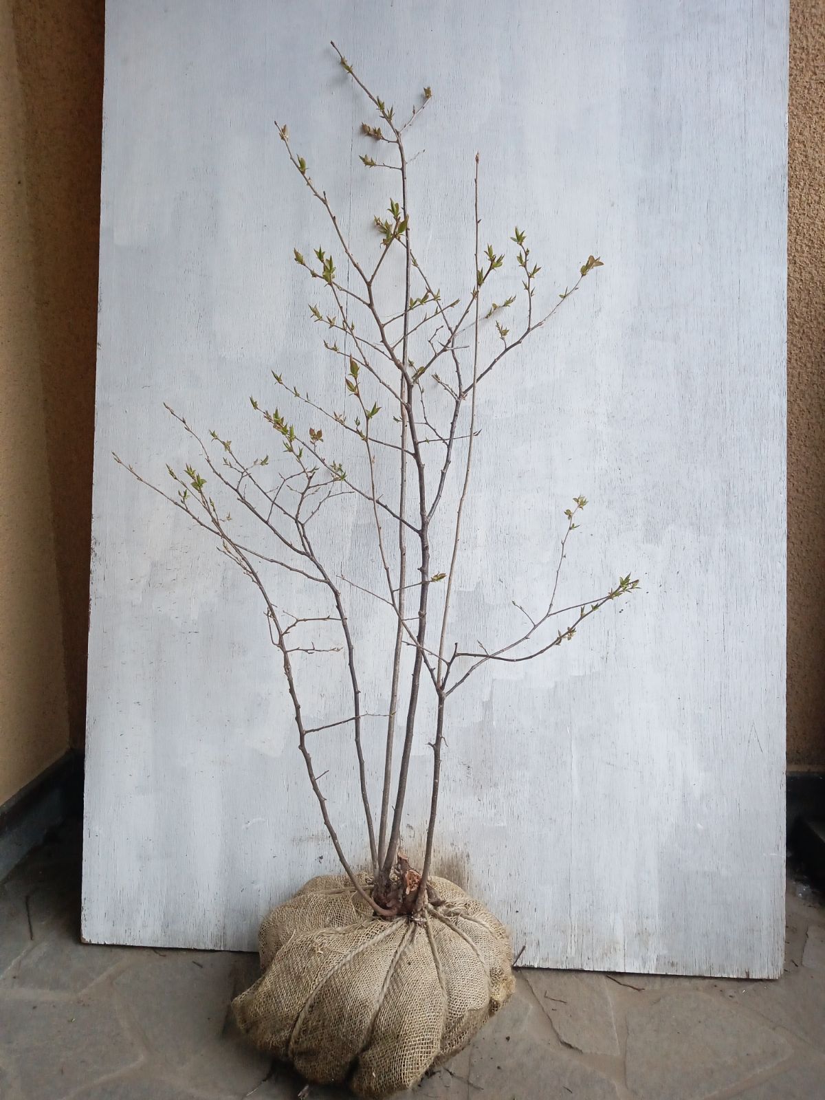 山採り ナツハゼ 本株立ち 山採りナツハゼ N H120cm W110cm ナツハゼ