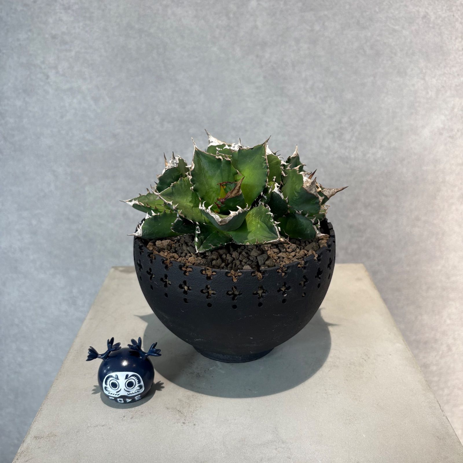 アガベチタノタホワイトファイヤー