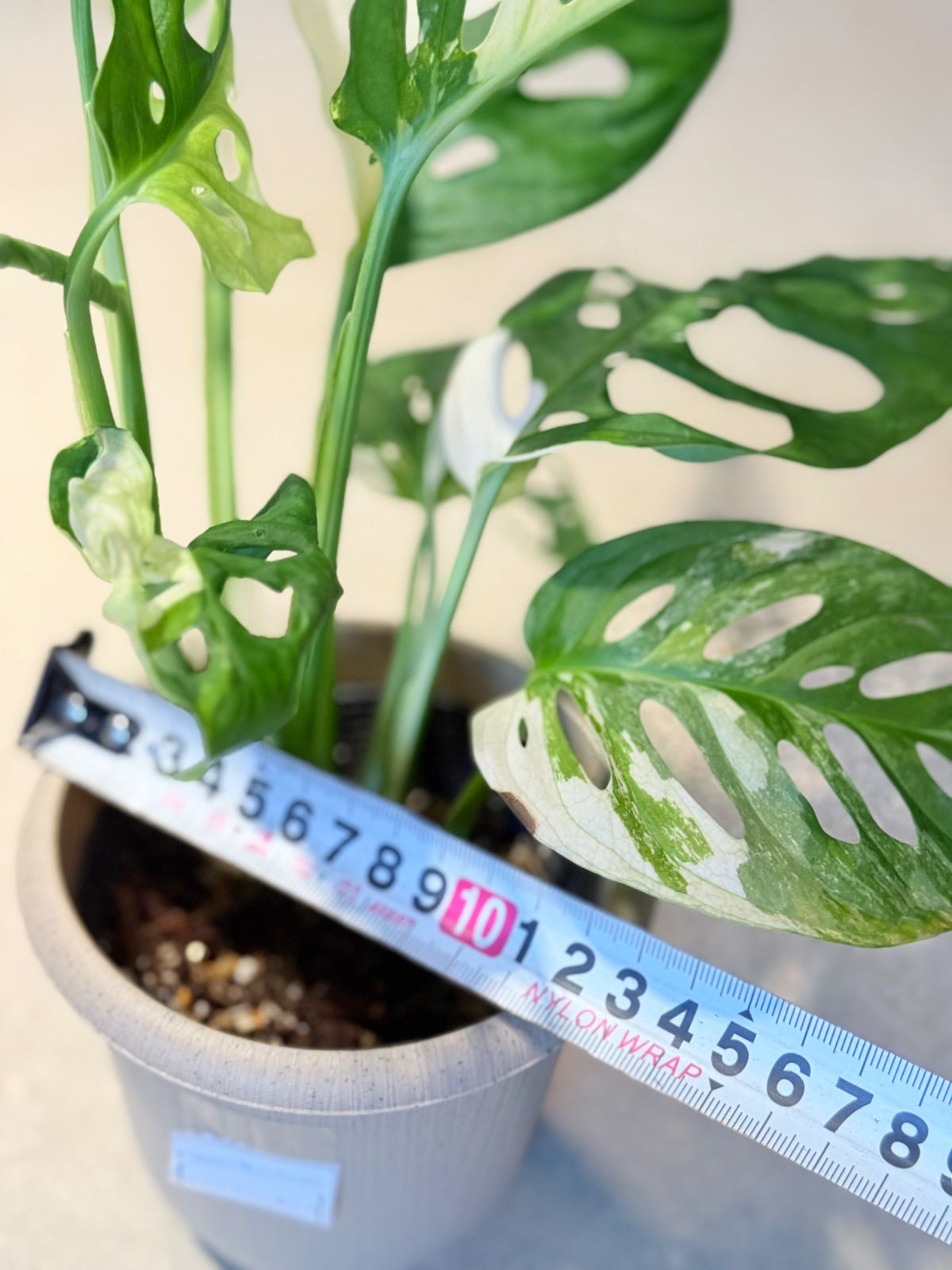 マドカズラ 斑入り ハーフムーン親株のカット苗【999スタート