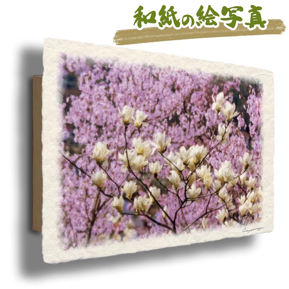 和紙の絵写真 「彼岸桜の中のハクモクレン」 パネル付き 48x33cm 絵画 インテリア 玄関 風水 風景画 アート パネル ポスター おしゃれ 新築祝い 絵 壁掛け 和モダン 和風 ジャパンディ 春 ピン