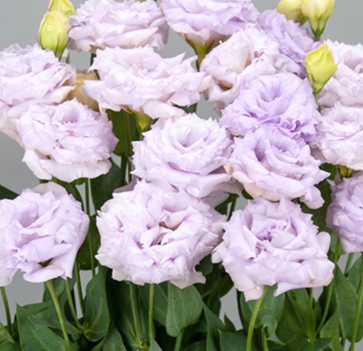 ひまわり18トルコキキョウ トルコギキョウ苗 ひまわり18様専用トルコ