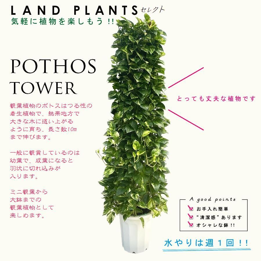 ポトス（タワー）180cm 10号 白色 プラスチック鉢 尺 尺鉢 10寸 大型 リース Pothos tower - メルカリ