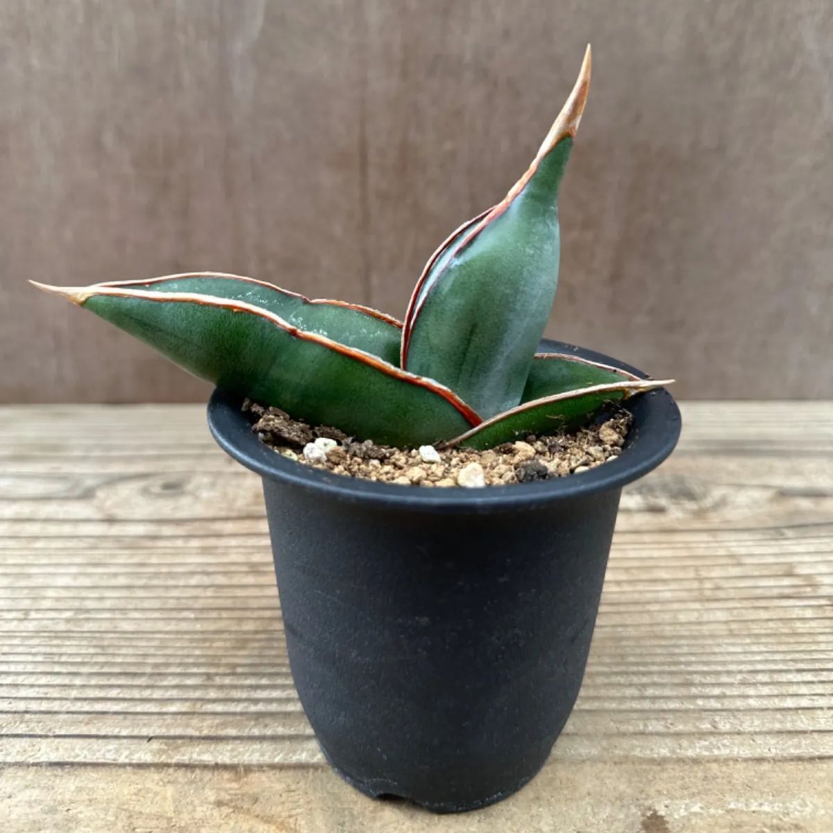 サンセべリア エーレンベルギー バナナ ① サンスベリア エレンベルギー Sansevieria ehrenbergii banana 現品 観葉植物  観葉 植物 珍奇植物 珍奇 レア 希少 空気清浄 マイナスイオン インテリア プレゼント - メルカリ