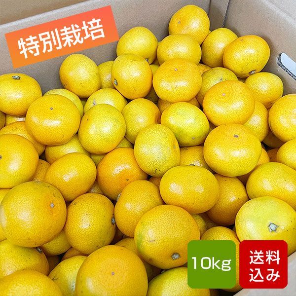 みかん 10kg 早生みかん 特別栽培 ご家庭用 サイズ混合 熊本県産