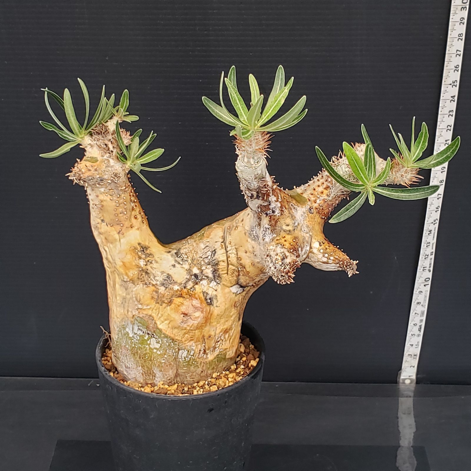 M646【自社養生株】パキポディウム イノピナツム（現地球・発