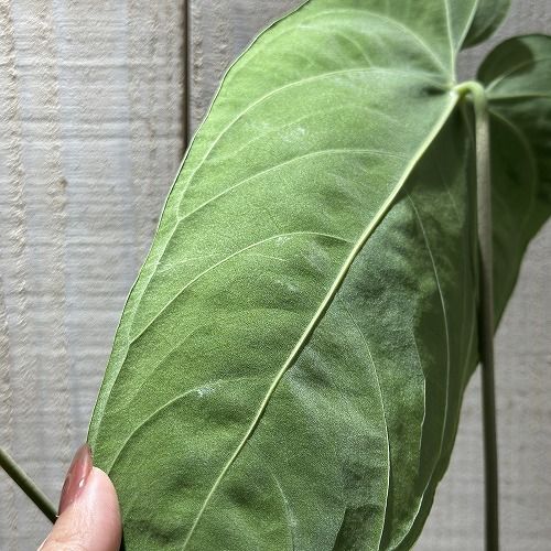 観葉植物 アンスリウム Anthurium sp. choco IA 3.5号硬質ポット(現品