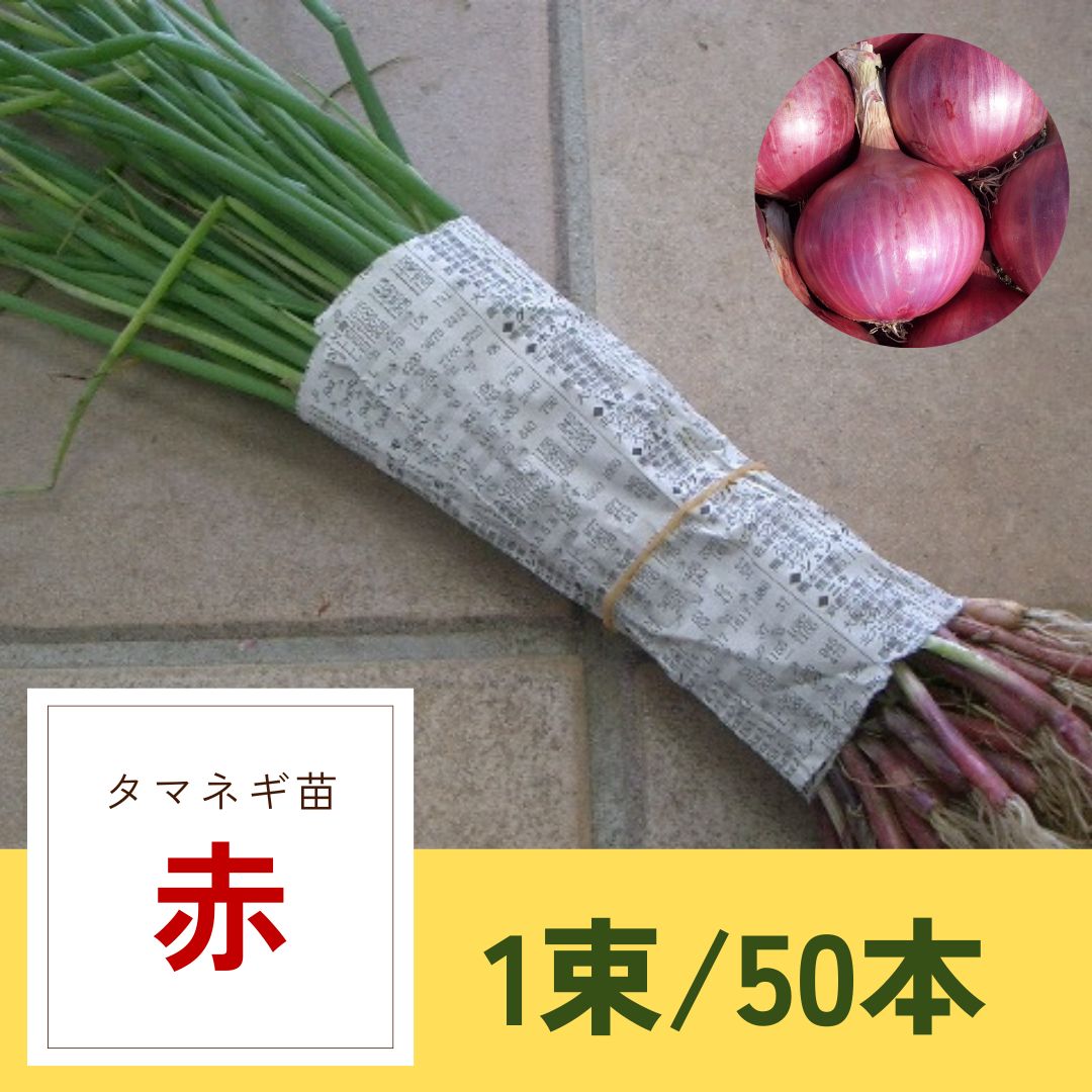 玉ねぎ苗40本　赤玉葱苗5本　ネコポス発送 玉ねぎ苗40本 赤玉葱苗5本 ネコポス発送 無農薬】たまねぎ苗40