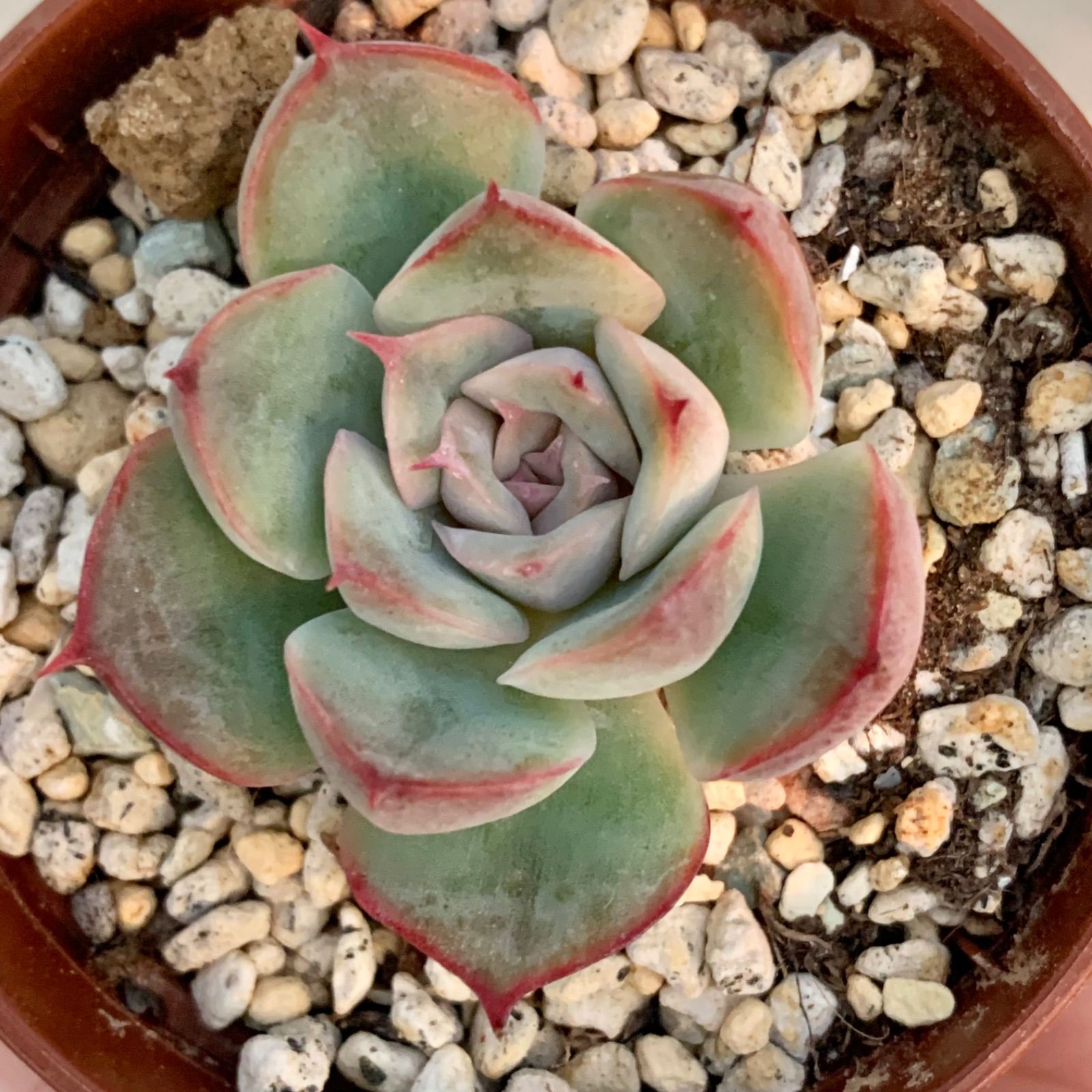 多肉植物ヘラクレス◇抜き苗◇