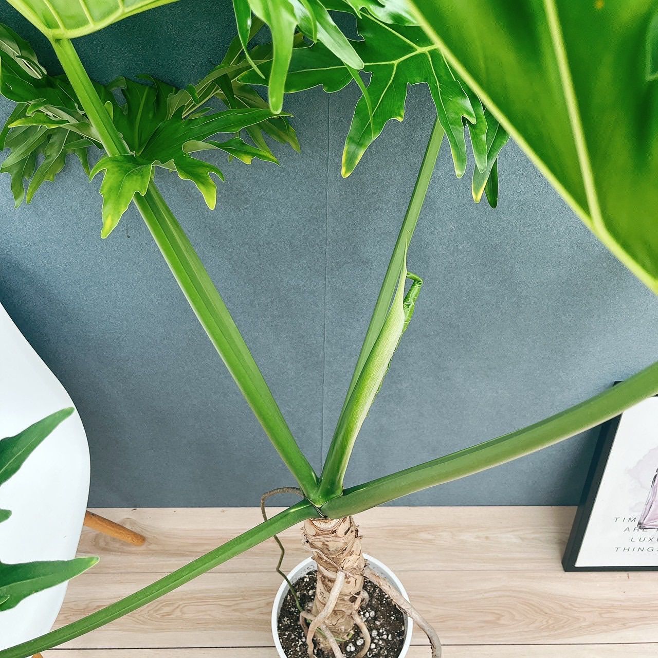［現品］5番　フィロデンドロン　セローム　幹上がり　8号　観葉植物　大型　室内 ［現品］5番　フィロデンドロン　セローム　幹上がり　8号　観葉植物　大型　室内