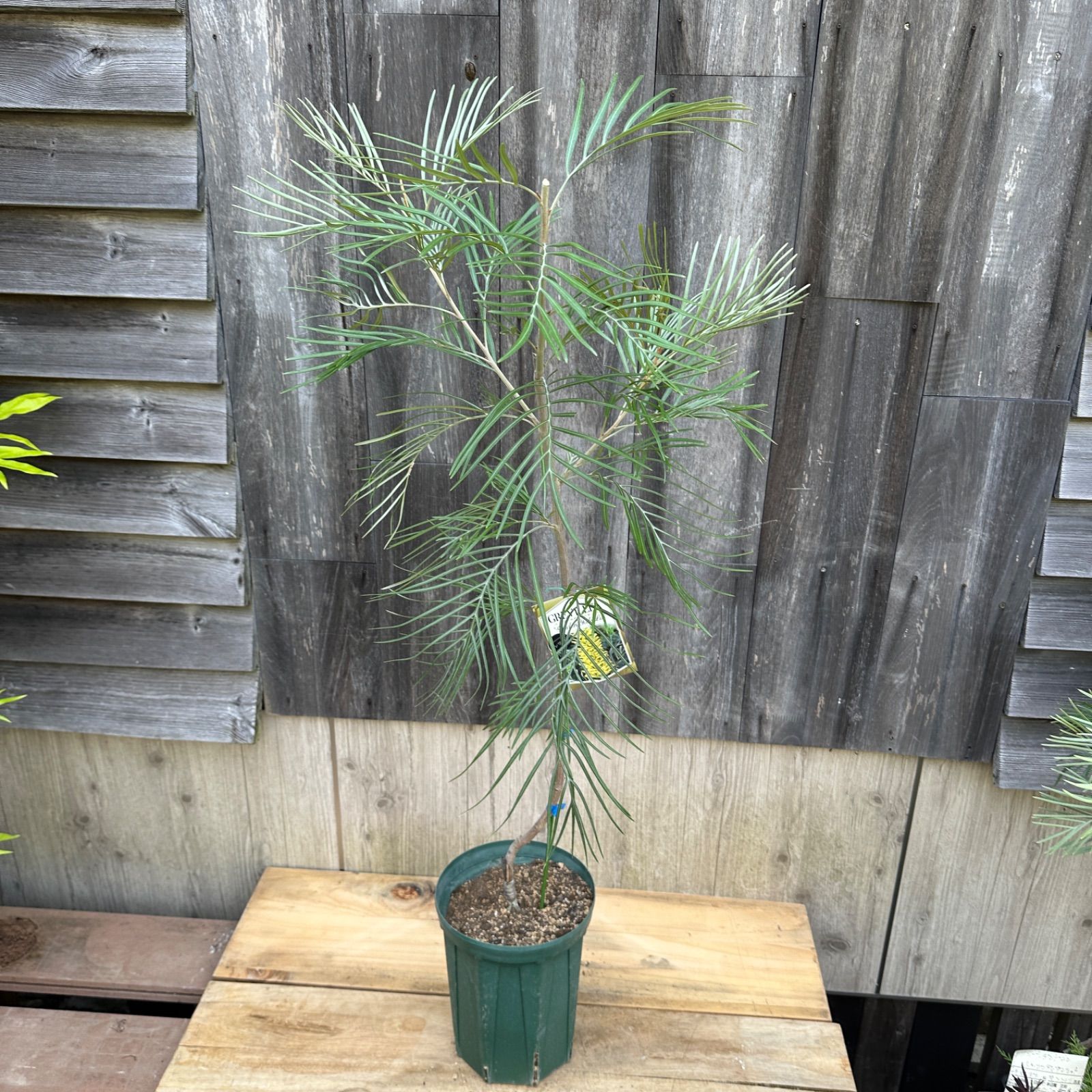 現品】グレビレア・ゴールデンレイヤー 10号 z12番 現品】④