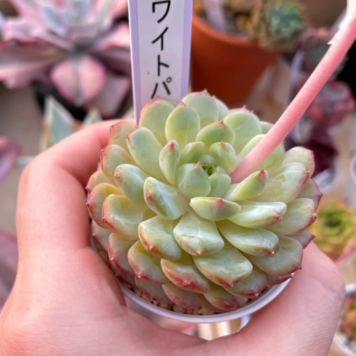 多肉植物 ホワイトパーム 韓国苗 - メルカリ